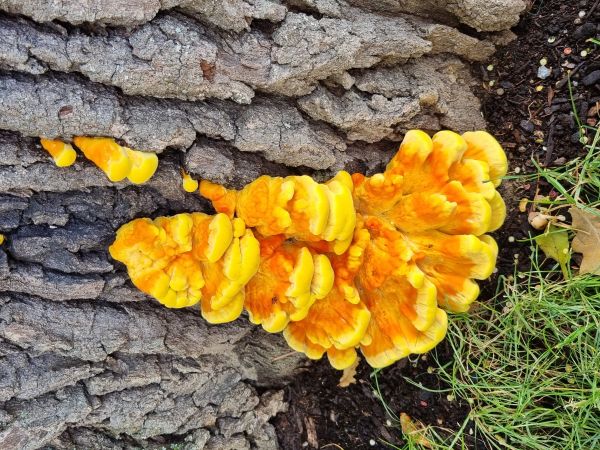 S&iacute;rovec obyčajn&yacute;