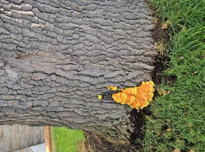 S&iacute;rovec obyčajn&yacute;