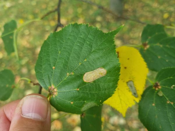 Plosk&aacute;čik lipov&yacute;