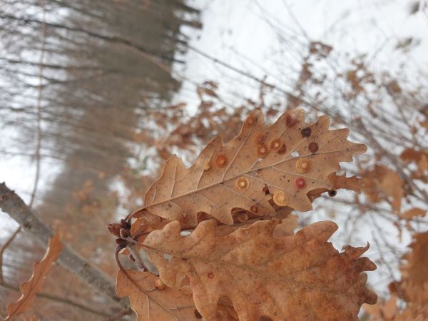 Hrčiarka Neuroterus quercusbaccarum