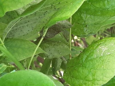 &Scaron;t&iacute;tnička Pseudaulacaspis pentagona