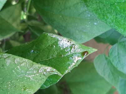 &Scaron;t&iacute;tnička Pseudaulacaspis pentagona