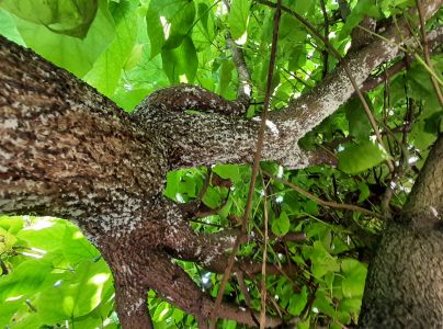 &Scaron;t&iacute;tnička Pseudaulacaspis pentagona