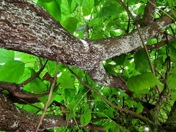&Scaron;t&iacute;tnička Pseudaulacaspis pentagona