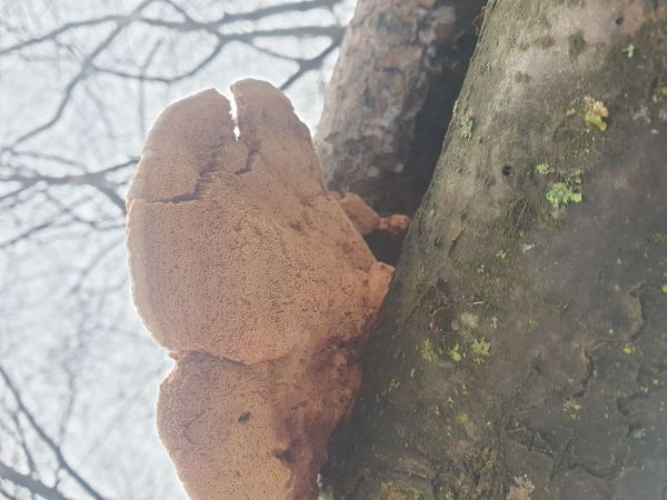 A - nie je v datab&aacute;ze