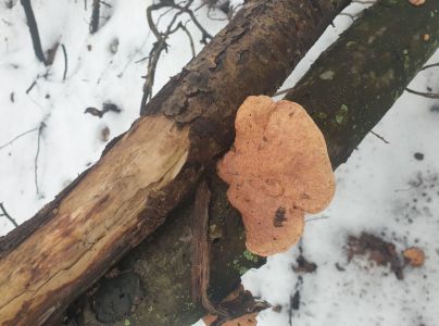 A - nie je v datab&aacute;ze