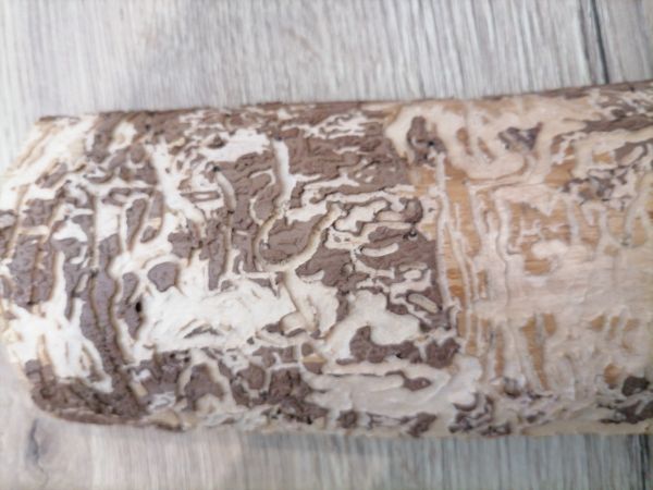 Fuz&aacute;č smrekov&yacute;