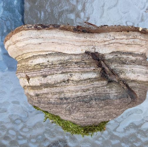 Miroslava Horáková 