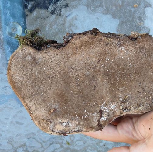 Miroslava Horáková 