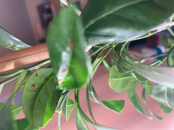 A - nie je v datab&aacute;ze