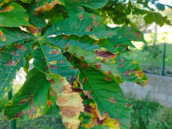 Antrakn&oacute;za paga&scaron;tanov&aacute;