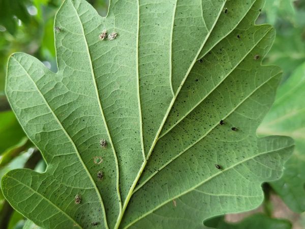 Sietnička dubov&aacute;