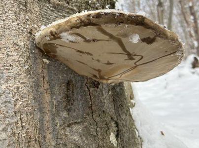 Pr&aacute;chnovec kopytovit&yacute;