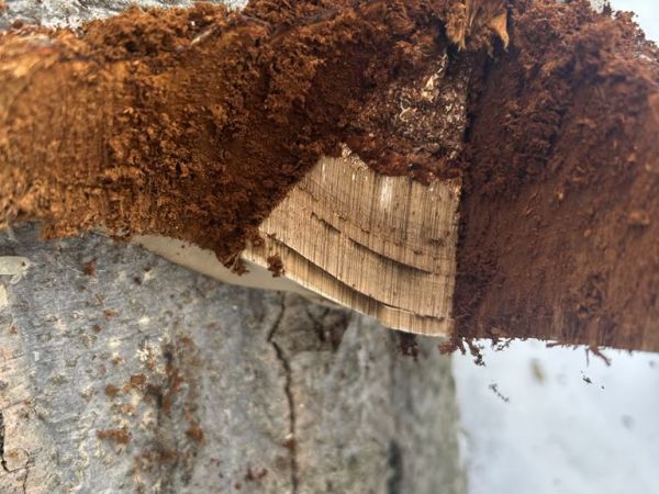 Pr&aacute;chnovec kopytovit&yacute;