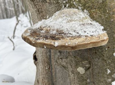 Pr&aacute;chnovec kopytovit&yacute;