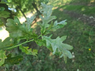 Drobnom&uacute;čka dubov&aacute;