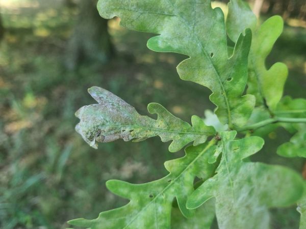 Drobnom&uacute;čka dubov&aacute;