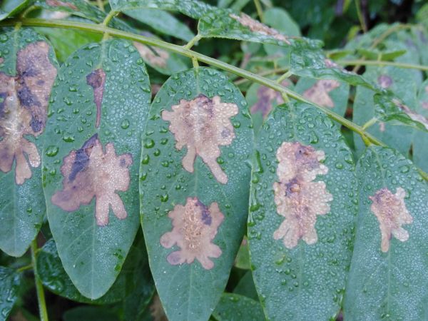 Psotka ag&aacute;tov&aacute; 