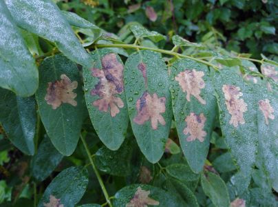 Psotka ag&aacute;tov&aacute; 