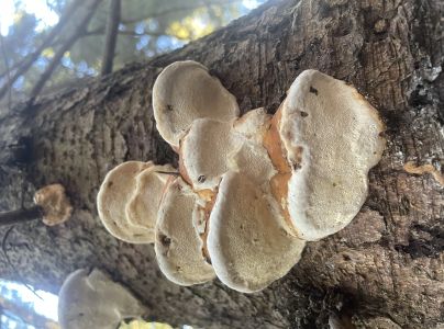 Pr&aacute;chnovček p&aacute;sikav&yacute; 