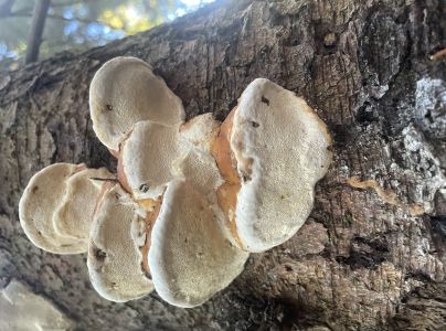 Pr&aacute;chnovček p&aacute;sikav&yacute; 