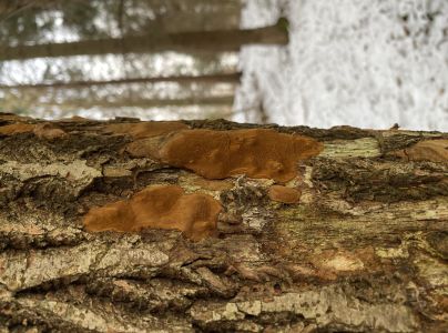 Ohňovec hrdzavohned&yacute;