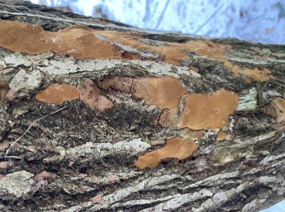 Ohňovec hrdzavohned&yacute;