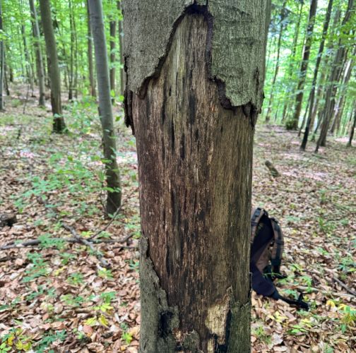 Veronika Kráľovičová