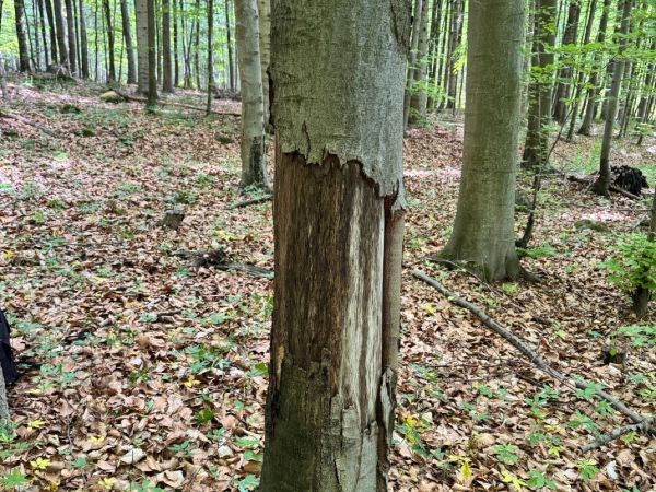 A - nejednoznačne určen&yacute;, nie sme si ist&iacute;