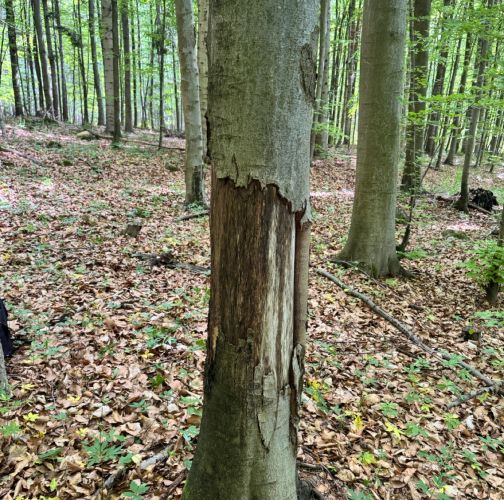 Veronika Kráľovičová