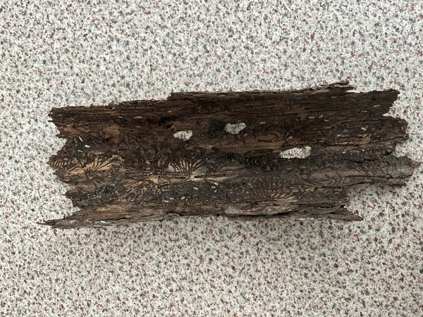 Lykožr&uacute;t smrekov&yacute;