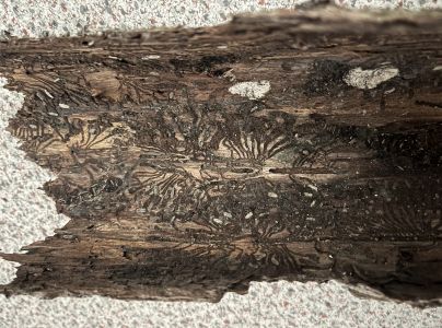 Lykožr&uacute;t smrekov&yacute;