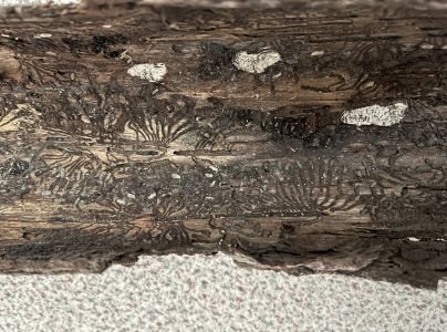 Lykožr&uacute;t smrekov&yacute;