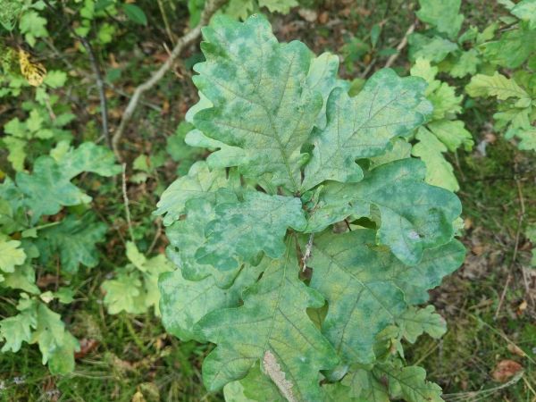 Drobnom&uacute;čka dubov&aacute;