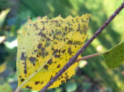 Marson&iacute;na brezov&aacute;