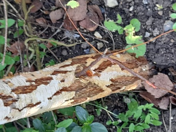 Marson&iacute;na brezov&aacute;