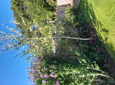 Marson&iacute;na brezov&aacute;