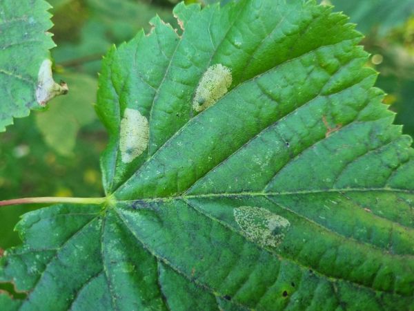 Plosk&aacute;čik lipov&yacute;