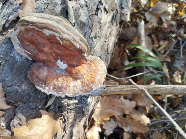 Pr&aacute;chnovček p&aacute;sikav&yacute; 