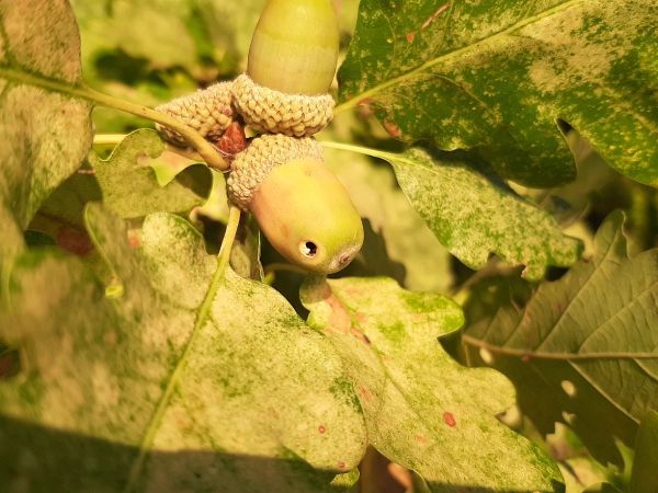 Nos&aacute;nik žaľuďov&yacute;