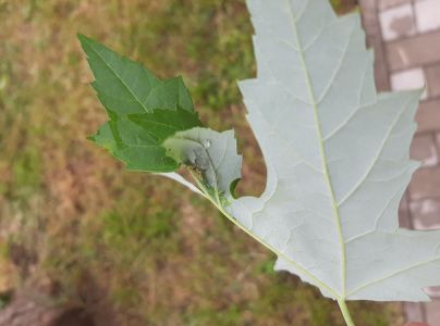A - nejednoznačne určen&yacute;, nie sme si ist&iacute;