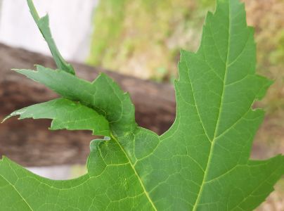 A - nejednoznačne určen&yacute;, nie sme si ist&iacute;