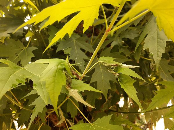 A - nejednoznačne určen&yacute;, nie sme si ist&iacute;