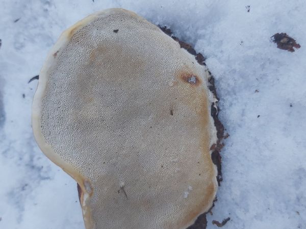 Pr&aacute;chnovček p&aacute;sikav&yacute; 