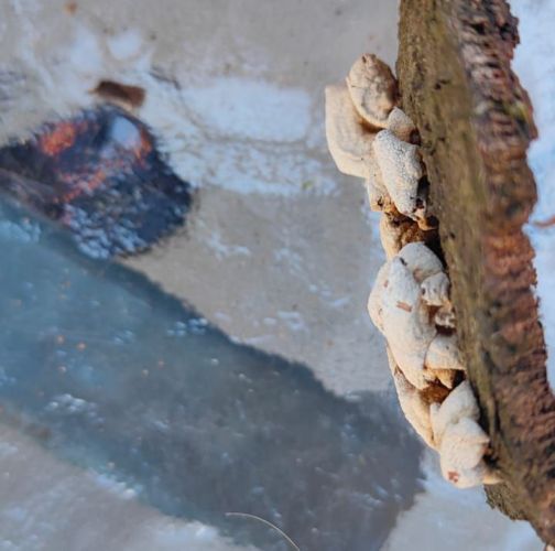 Miroslava Horáková 