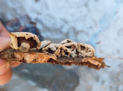 A - nie je v datab&aacute;ze