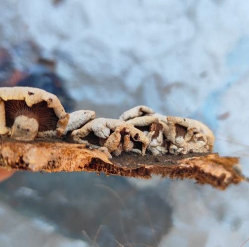 Miroslava Horáková 