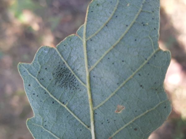 Sietnička dubov&aacute;