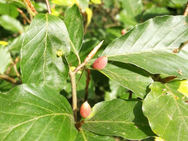 Byľomor bukov&yacute;