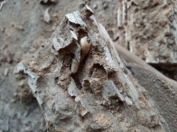 A - nejednoznačne určen&yacute;, nie sme si ist&iacute;